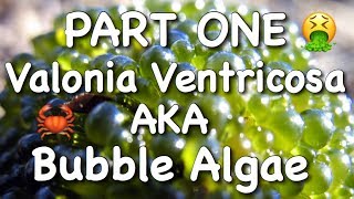 Valonia Ventricosa AKA Bubble Algae  Part One [upl. by Lsil]