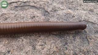 Trigoniulus corallinus  Rusty Millipede  Common Asian Millipede [upl. by Saihttam]