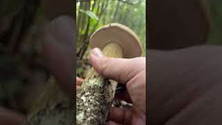 hřib Hribová  Hriby 🇷🇴 грибы fungi [upl. by Aldrich]