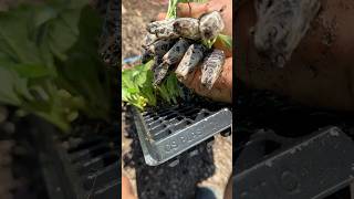 Get off plants from trays for planting satisfying shorts [upl. by Coady862]