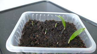 Growing Trachycarpus Fortunei From Seed [upl. by Argent777]