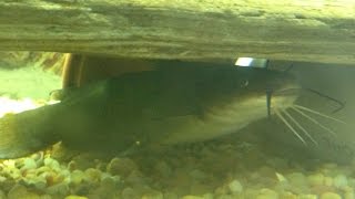 Native Fish Care Yellow Bullhead [upl. by Ayk774]