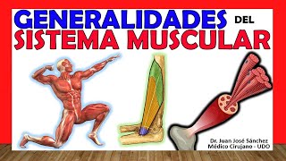 🥇 SISTEMA MUSCULAR Clasificación Tipos y Generalidades [upl. by Easter]