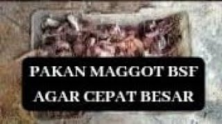 Maggot Cepat Besar Dengan Pakan Ini [upl. by Strauss]