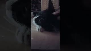 Tim The Saviour Tim love cat shots shorts catlover catvideos viralshorts [upl. by Enetsuj703]