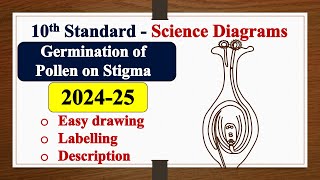 Germination of Pollen on Stigma diagram DRAWING  LABELLING  SSLC  SCIENCE  Biology [upl. by Wiener120]