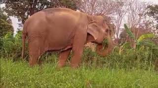 Kham Phaengs 2Month Freedom Celebration  Elephant Sanctuary Updates  Unchained Elephants [upl. by Tertia]