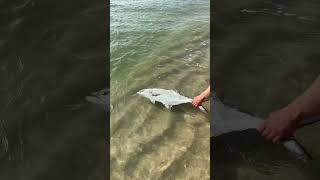 Leerfish hunting and release fishing reggaeton cover fishing nature fish beach adventure [upl. by Jesher]