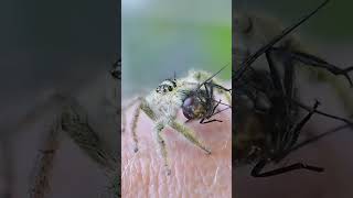 Jumping spider Hyllus diardi looking for best spot to enjoy her lunch 😊 shorts [upl. by Rapsac]