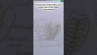 marchantia dorsal and ventral thallus [upl. by Yelime]