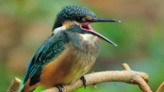 Common kingfisher Bird photography with Nikon camera [upl. by Camile151]