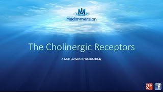 The Cholinergic Receptors [upl. by Assilym]