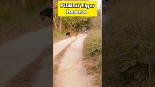 Sloth bear vs Tiger  Rarest Sighting  Pilibhit Tiger Reserve uttarpradesh tiger [upl. by Ahsiekim619]