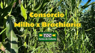 Consórcio Milho Brachiaria [upl. by Kavanaugh]