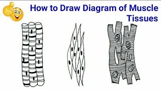 How to draw a Muscle Tissue  Straight muscles  Smooth muscles  Cardiac muscles [upl. by Lathe171]