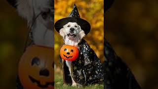 TOP 5 MEJORES DISFRACES PARA PERROS PARA HALLOWEEN 🎃🧡🐶 [upl. by Shaum]