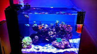 Waterbox 25 Peninsula Aquarium Episode 2 [upl. by Allista956]