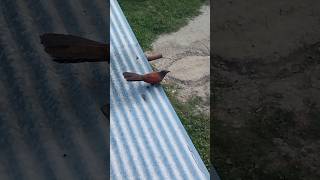 Greater Coucal Bird 😲  Unique Life [upl. by Wilterdink488]