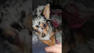 Video zu Cola Schnüre und süßer Henry 🐕🙈🥰🤣 chihuahua jackrussell essen live [upl. by Gordy]