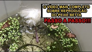 Como reproduzir Bettas Passo a Passo VÍDEO COMPLETO [upl. by Carleton791]