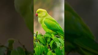 Rose ringed parakeet 🦜 Please like share and subscribe🙏🏻 [upl. by Eveline]