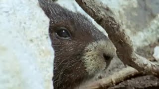 Waking up from Hibernation  Animals The Inside Story  BBC Earth [upl. by Gnouhp]