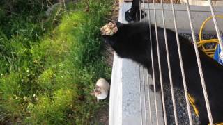 Schipperke dog meets a cat [upl. by Tadio78]