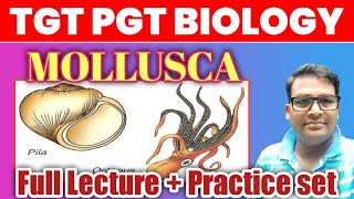 Phylum Mollusca full lecture and Practice set  Mollusca one shot lecture  Mollusca MCQ [upl. by Sedgewake]