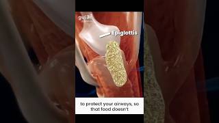 Look how our digestive system works 3danimation biology shorts digestion [upl. by Ozkum]