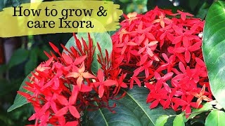 How to grow and care Ixora Plants Summer Flowering plantHow to grow ixora plant from cutting [upl. by Hiltan]