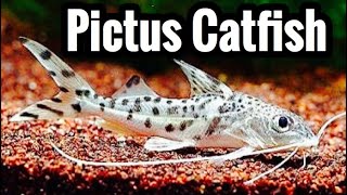 Pictus Catfish Care Guide [upl. by Namlak]