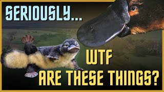 Platypuses Are Actually So Much More Bizarre Than You Realize [upl. by Aneekal]