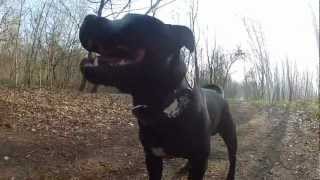 staffordshire bull terrier [upl. by Dunkin]