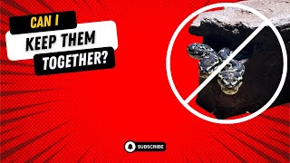 WHY COHABITATION IS A BAD IDEA invesrep snakes reptiles blackheadedpython cohabitation [upl. by Nirrej42]