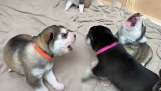 7 Husky puppies found their howling voices  crazy [upl. by Shaner]