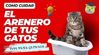 Como CUIDAR el Arenero de tus GATOS [upl. by Anirec]