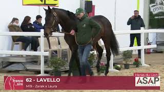 Lot 62  Lavello  Salon des Etalons 2024 [upl. by Lisabet]