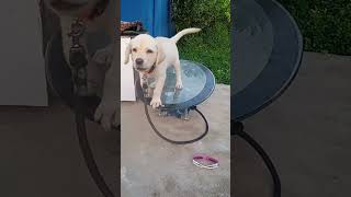 veetula thevalama erukunu labrado petkingdom shortvideo funnylabrador [upl. by Ylenaj]