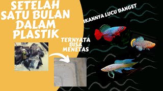 Cara Menetaskan Telur Killifish Guentheri  Pakan Burayak Killifish [upl. by Asenab360]