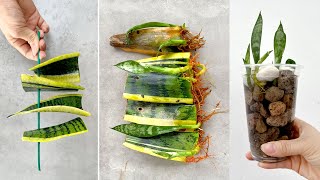 Propagating and growing Sansevieria trifasciata in water a unique idea for fancy table pots [upl. by Weiler]