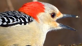 Red bellied woodpecker call  song  sounds  Bird [upl. by Eiromem]