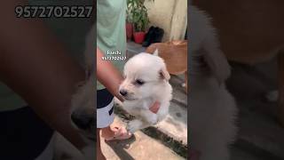 Brown Indian Spitz Puppy Sale in Ranchi Jharkhand trending shorts viral youtubeshorts [upl. by Dor]