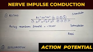 Generation and conduction of nerve impulse  nerve impulse conduction in neuron  phases [upl. by Neoma831]