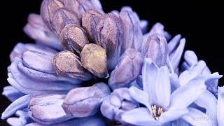 Hyacinth Timelapse [upl. by Woodhouse40]