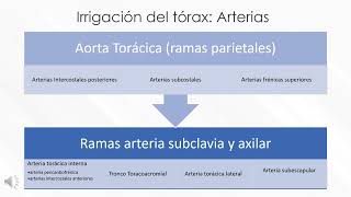 Irrigación e Inervación del Tórax [upl. by Gustafsson]