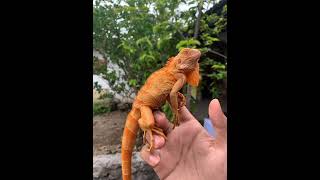 Red Albino Iguana with unique hump Reupload [upl. by Richmal16]