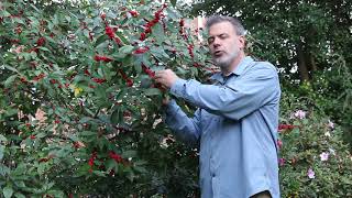 Winter Red Winterberry holly Ilex verticillata Winter Red  Plant Identififcation [upl. by Ecinahc216]