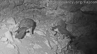 Alcatraz Peregrine Falcons Larry amp Burt early morning pairbonding 💕 2024 Jul 3 [upl. by Epps]