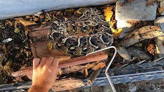 Puff Adder hiding in the backyard [upl. by Rai]