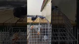 Pigeon 😱pigeon kabootar youtubeshorts shortsfeed ytshorts trending [upl. by Pelagias]